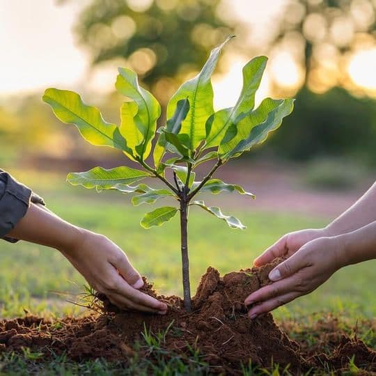 Two hands planting a young sapling in soil at sunset for the HBSMWA Azadi tree campaign